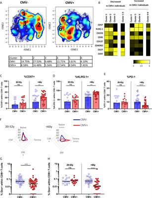 Latent CMV Infection Is Associated With Lower Influenza Virus-Specific Memory T-Cell Frequencies, but Not With an Impaired T-Cell Response to Acute Influenza Virus Infection